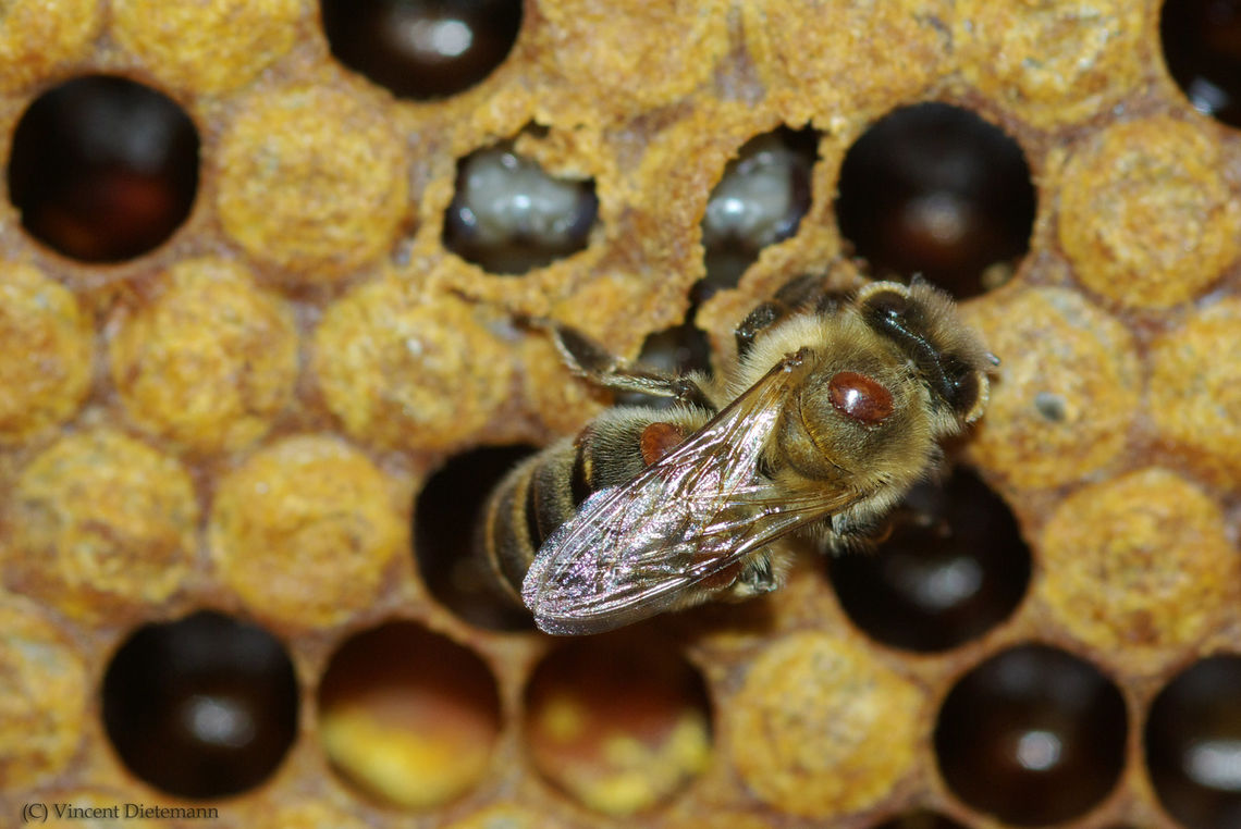 varroa sur abeille